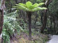 Albums/20060200-New Zealand 2006/20060208-Fox_and_FJ_Glaciers/41